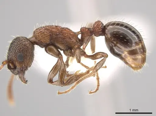 Myrmica nearctica - CASENT0634032