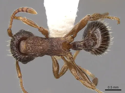 Myrmica nearctica - CASENT0922758