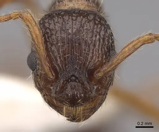 Myrmica nearctica - CASENT0922758