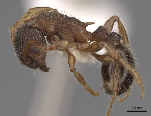 Myrmica nearctica - CASENT0922758