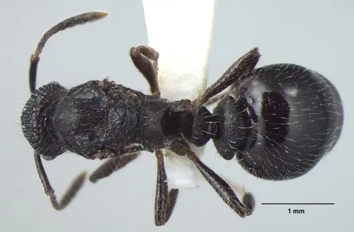 Myrmica nefaria specimen