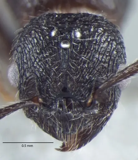 Myrmica nefaria specimen