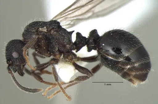 Myrmica nefaria specimen