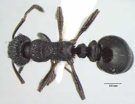 Myrmica nefaria - ANTWEB1008042