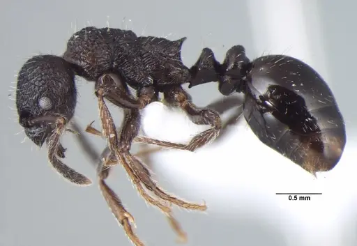 Myrmica nefaria - ANTWEB1008042