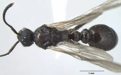 Myrmica nefaria - ANTWEB1008043