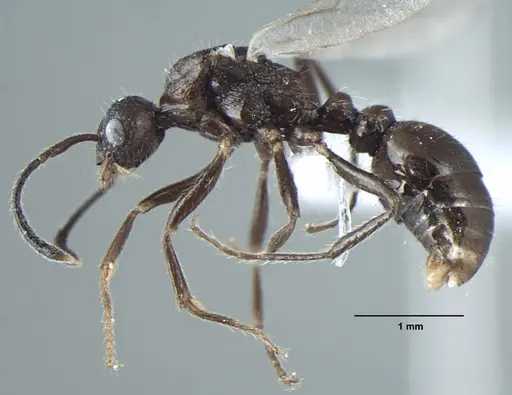 Myrmica nefaria - ANTWEB1008043