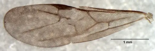 Myrmica nefaria - ANTWEB1008043