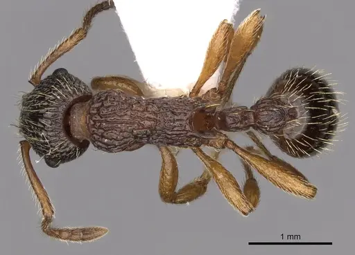 Myrmica onoyamai specimen