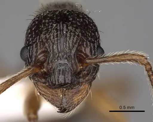 Myrmica onoyamai specimen