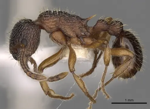 Myrmica onoyamai specimen