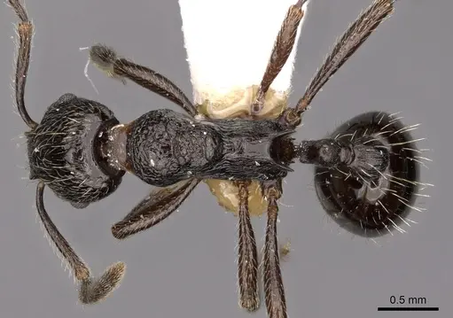Myrmica ordinaria specimen