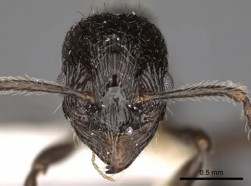 Myrmica ordinaria specimen