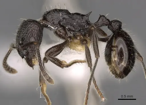 Myrmica ordinaria specimen