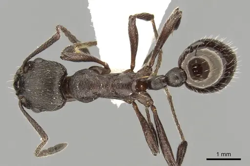 Myrmica pachei specimen