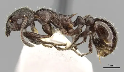 Myrmica pachei specimen
