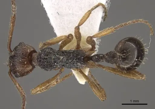 Myrmica pararitae specimen