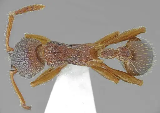 Myrmica pelops specimen