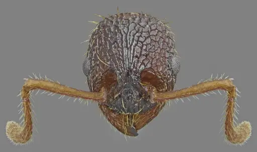 Myrmica pelops specimen