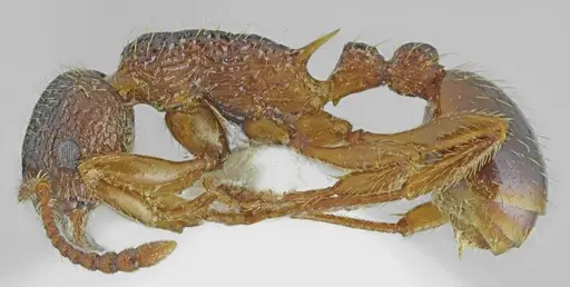 Myrmica pelops - ANTWEB1008958