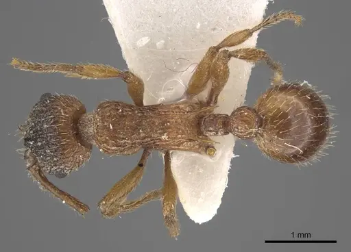 Myrmica pelops - CASENT0917507