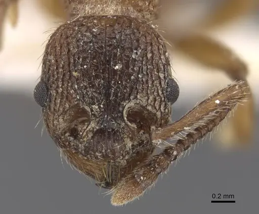 Myrmica pelops - CASENT0917507