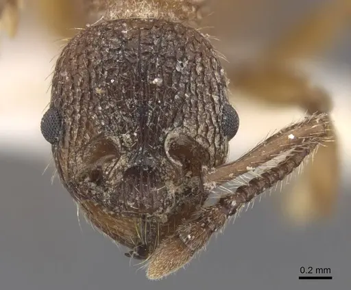 Myrmica pelops - CASENT0917507