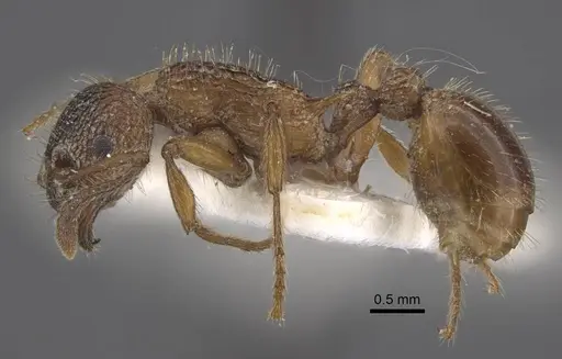 Myrmica pelops - CASENT0917507