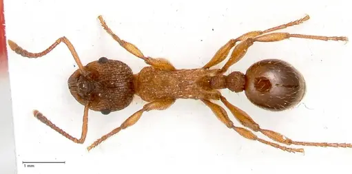 Myrmica pelops - FOCOL0725