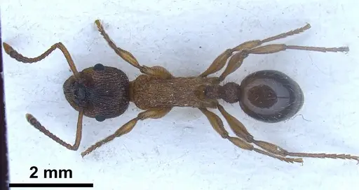 Myrmica pelops - FOCOL0725