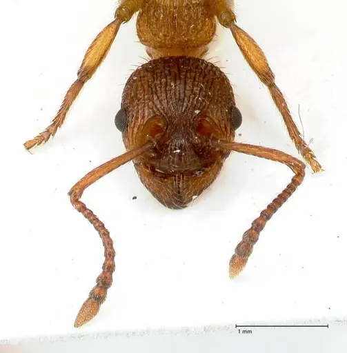 Myrmica pelops - FOCOL0725