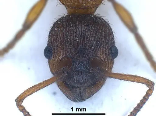 Myrmica pelops - FOCOL0725