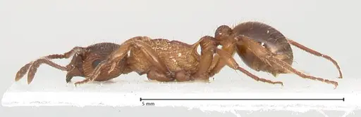 Myrmica pelops - FOCOL0725