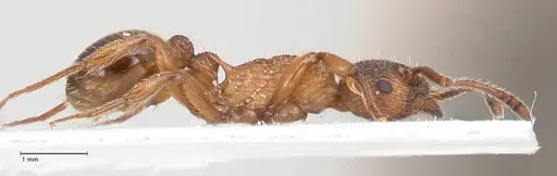 Myrmica pelops - FOCOL0725