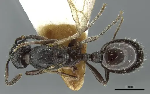 Myrmica petita specimen