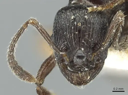 Myrmica petita specimen