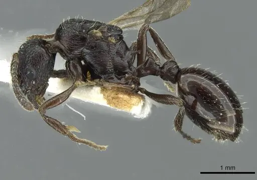 Myrmica petita specimen