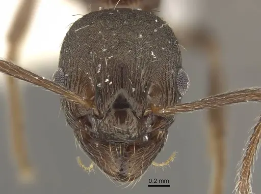 Myrmica phalacra specimen