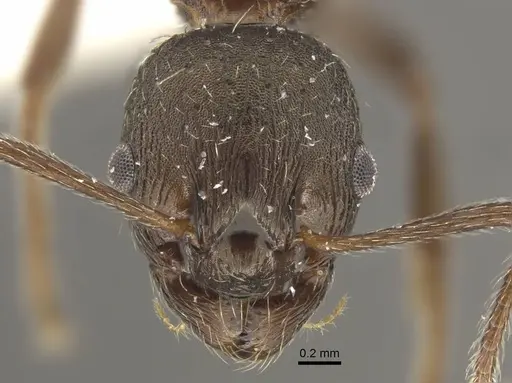 Myrmica phalacra specimen