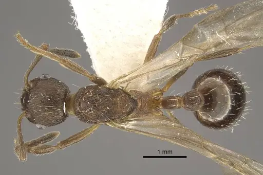 Myrmica phalacra - CASENT0917719