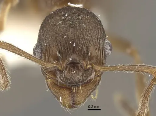 Myrmica phalacra - CASENT0917719