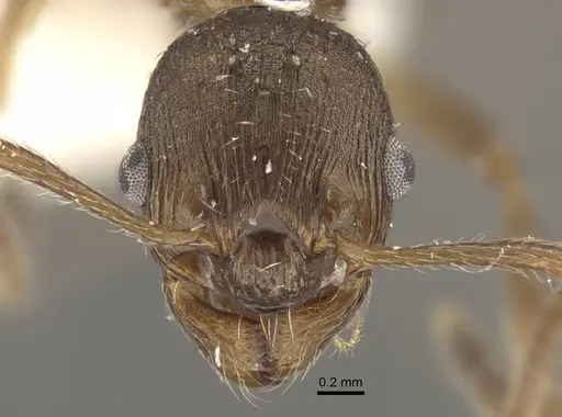 Myrmica phalacra - CASENT0917719