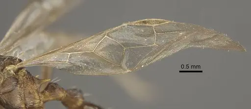 Myrmica phalacra - CASENT0917719