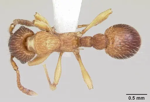 Myrmica pinetorum specimen