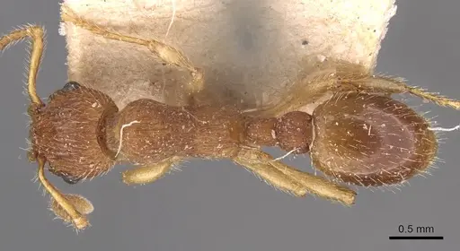 Myrmica pinetorum - CASENT0907643