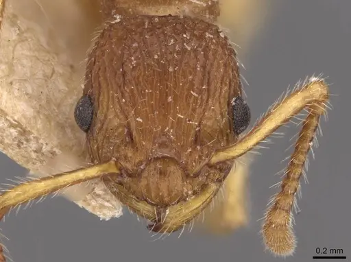 Myrmica pinetorum - CASENT0907643