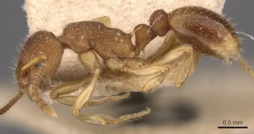 Myrmica pinetorum - CASENT0907643