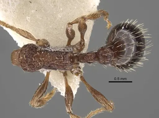 Myrmica pisarskii specimen