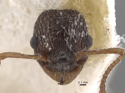 Myrmica pisarskii specimen