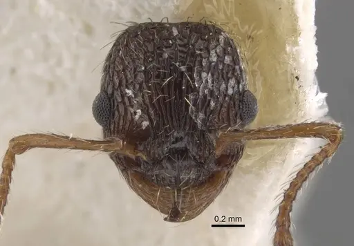 Myrmica pisarskii specimen